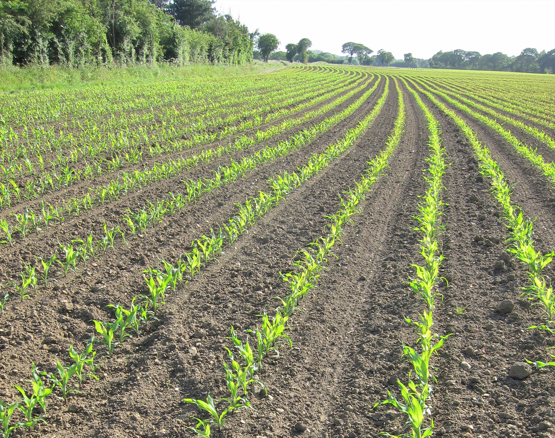 Forest Products and Agribusiness Forest Products and Agribusiness