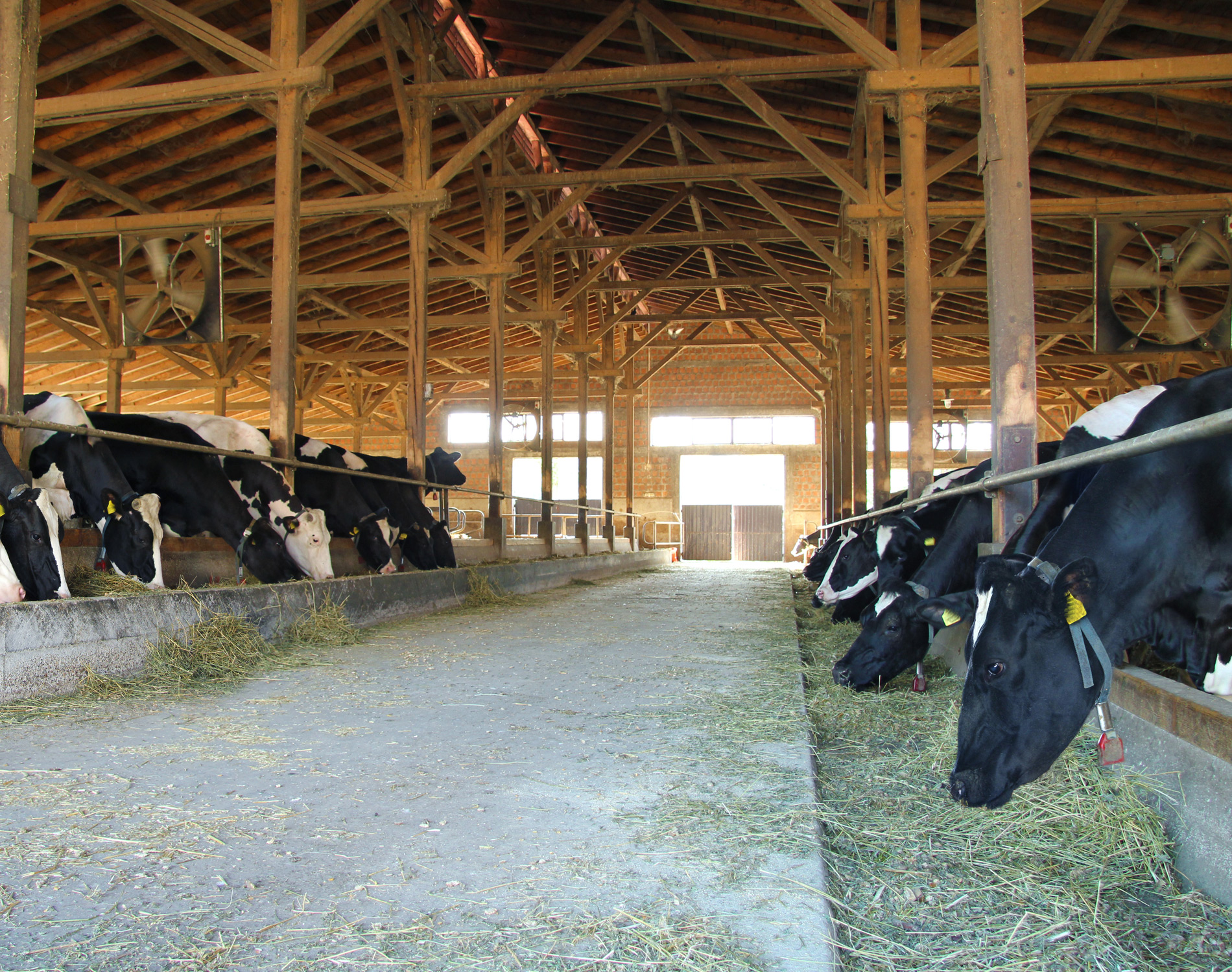 Livestock Livestock